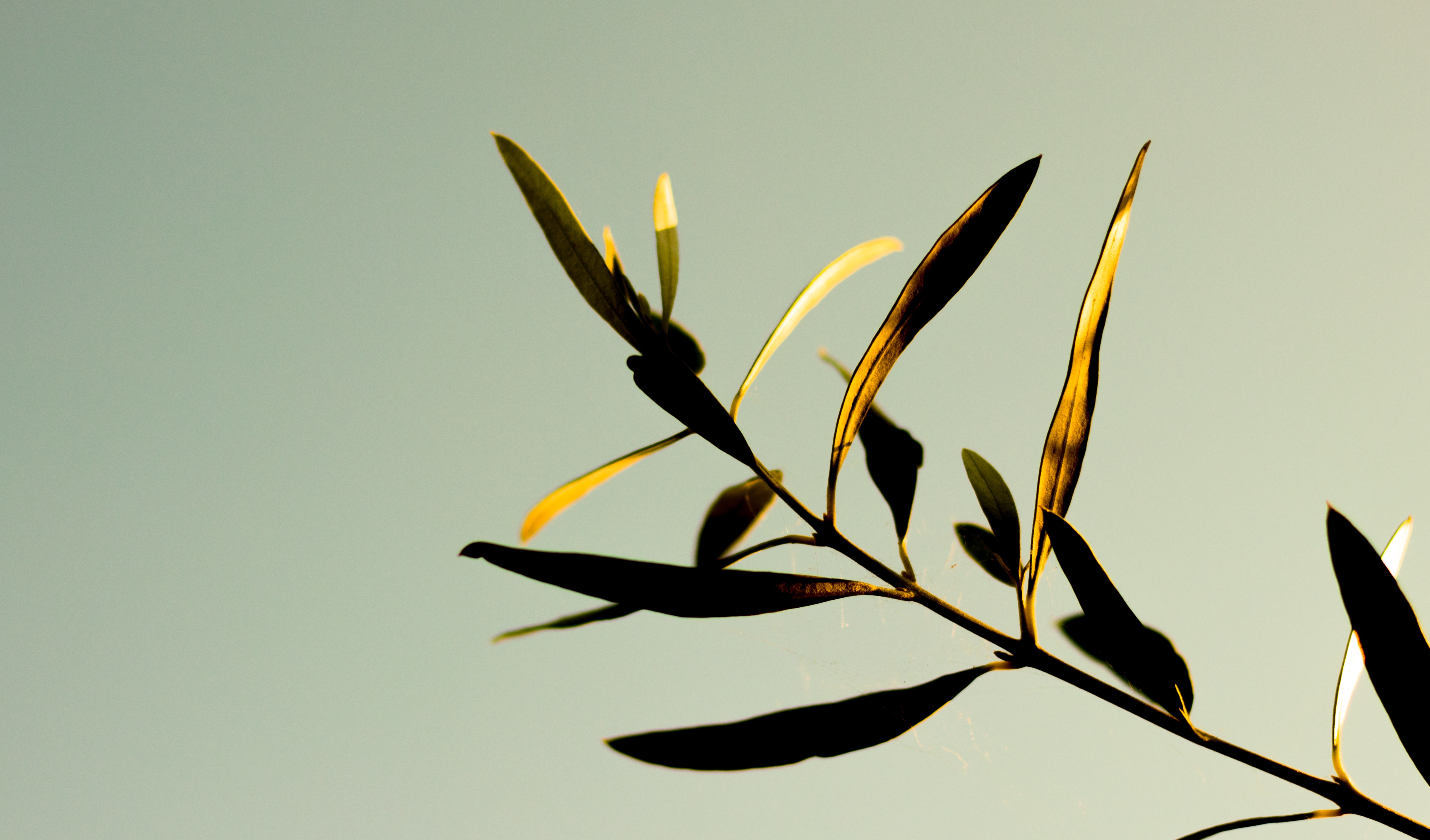 Olivette portfolio, image 4 of 7